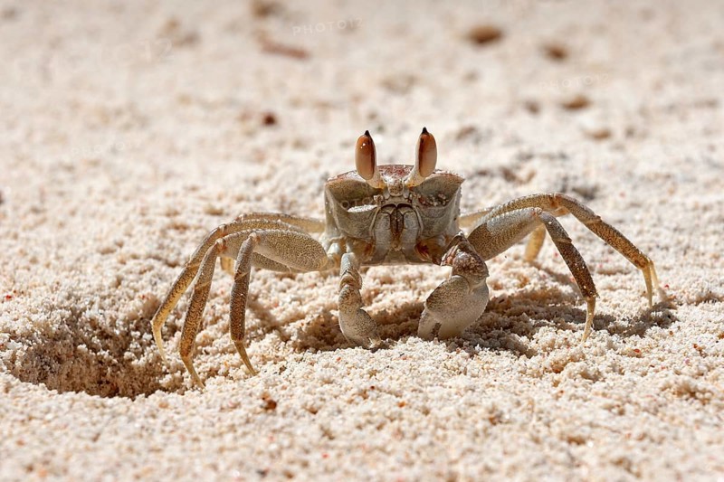 Ghost crab (Ocypode sp.)