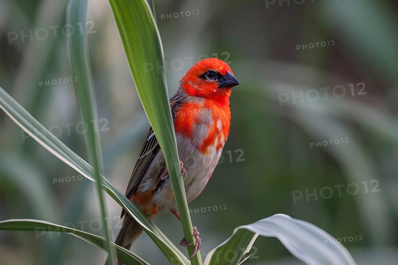 Red fody (Foudia madagascariensis)