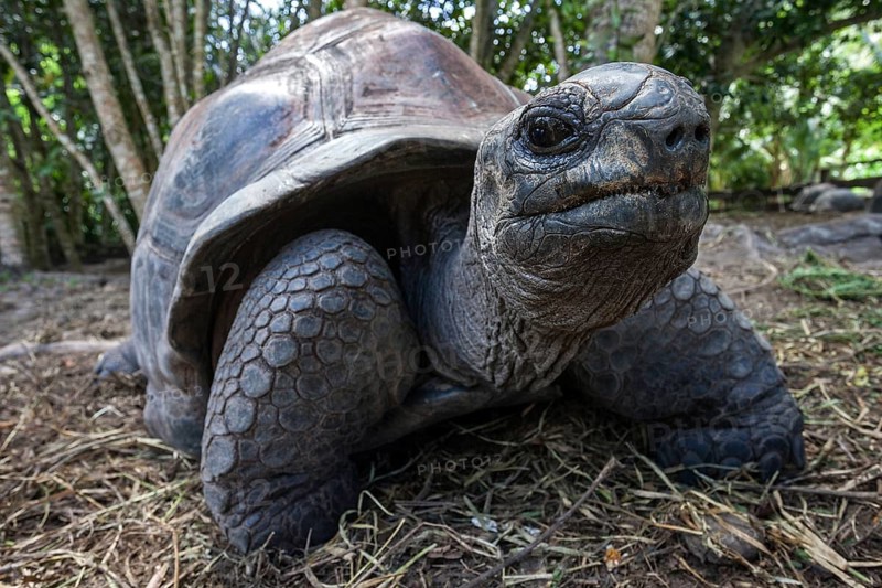 Aldabra Giant Tortoise (Aldabrachelys)