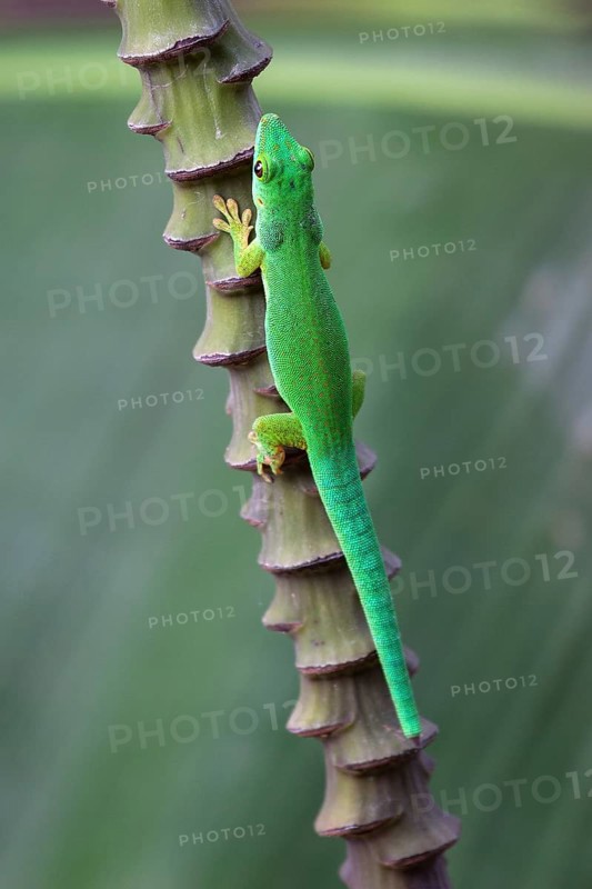 Green day gecko (Phelsuma)