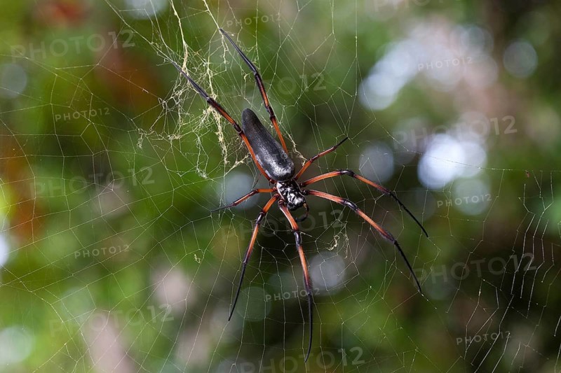 Golden silk orb-weaver (Nephila madagascariensis inaurata) waiting in its web