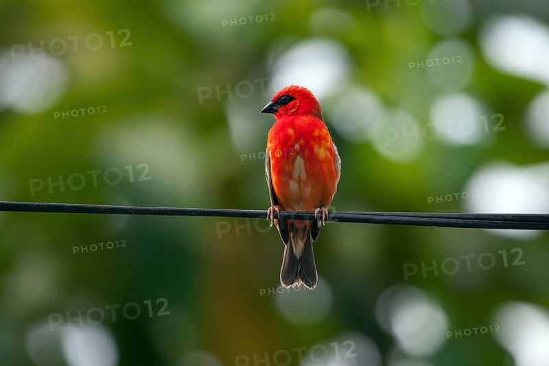 Red fody (Foudia madagascariensis)
