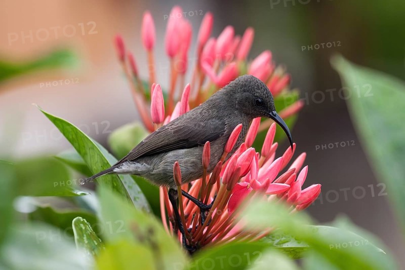 Seychelles sunbird (Cinnyris dussumieri)