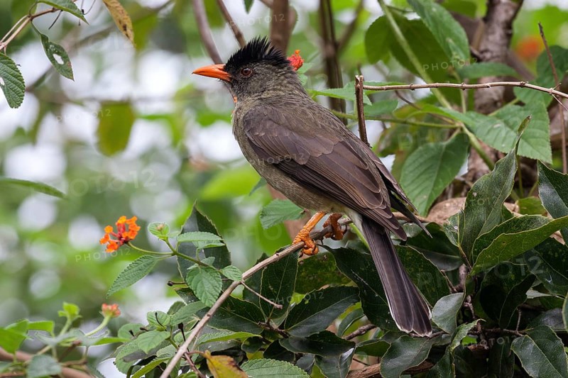Seychelles bulbul (Hypsipetes crassivostris)
