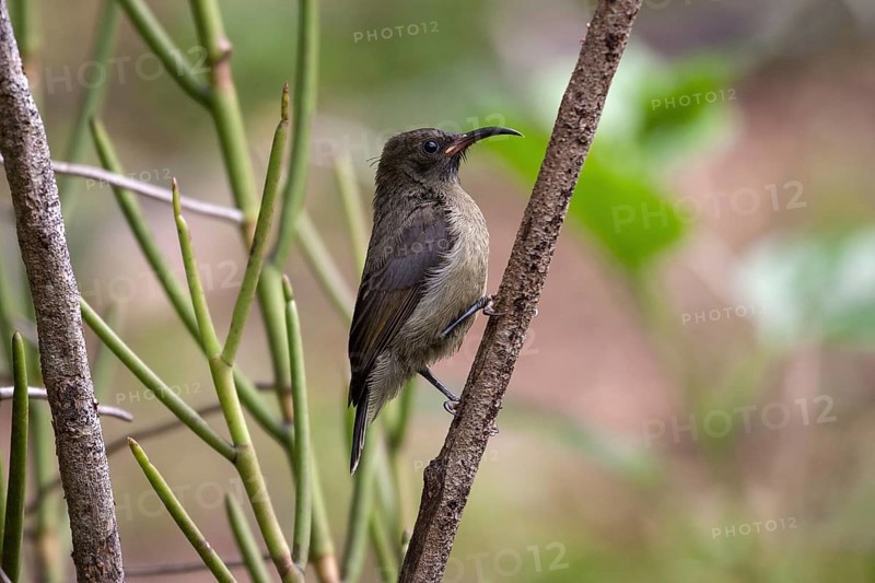 Seychelles unbird (Cinnyris dussumieri)