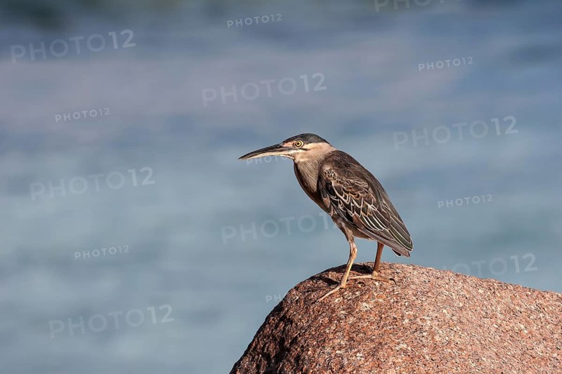 Striated heron (Butorides striatus) sitting on a granite rock