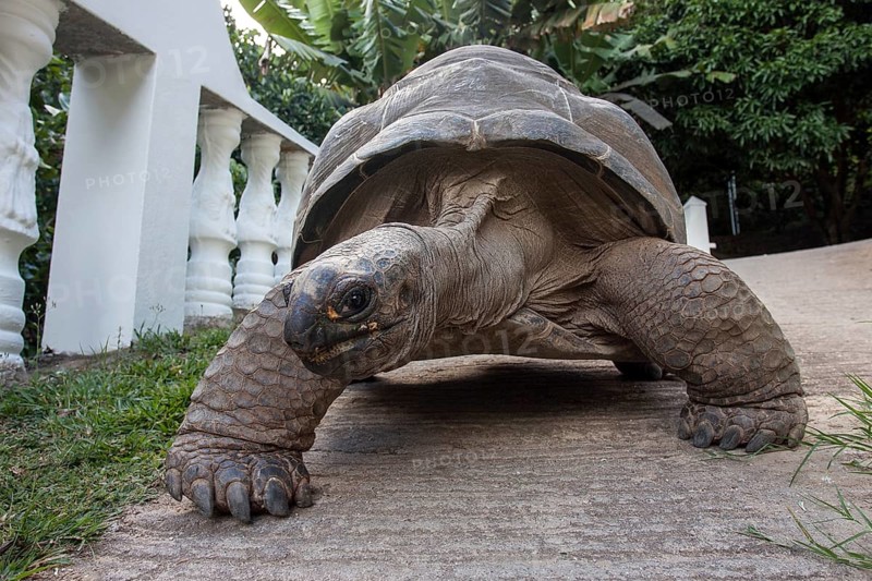 Aldabra Giant Tortoise (Aldabrachelys)