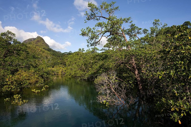 River with mangrove trees
