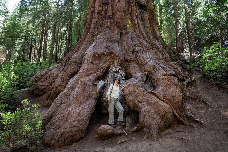 Woman standing at foot of redwood (Sequoioideae)