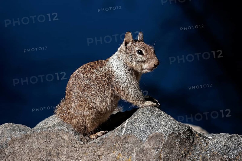 Californian ground squirrel (Citellus beecheyi)