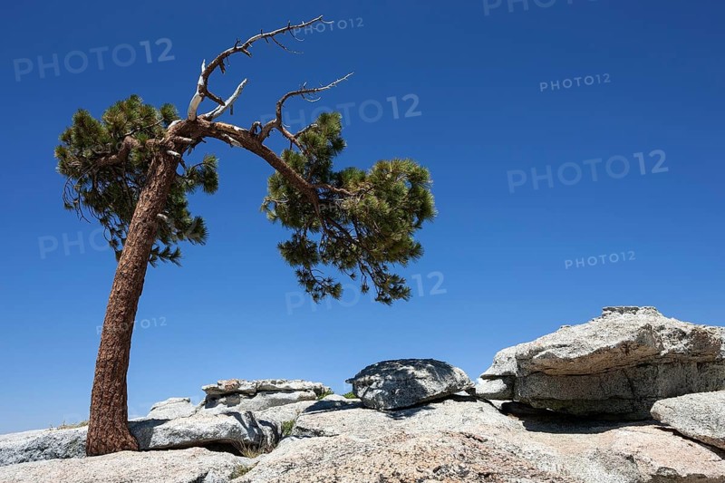 Jeffrey pine (Pinus jeffreyi) growing between rocks
