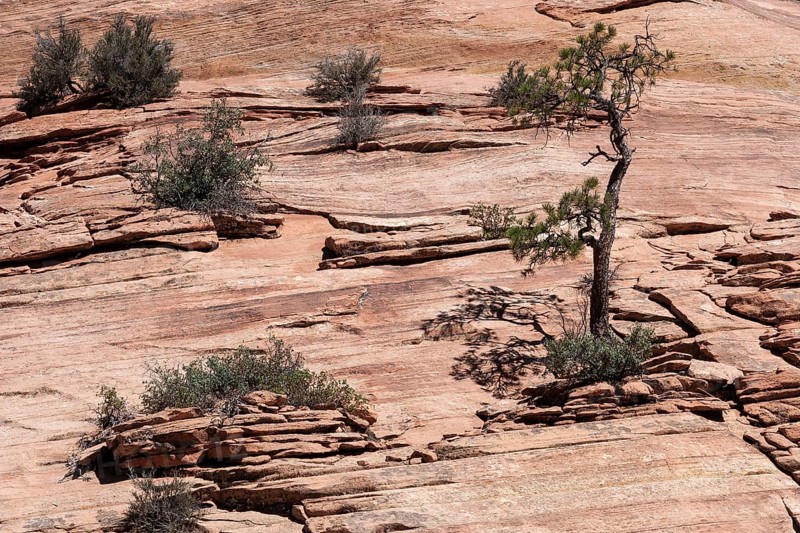Trees and shrubs growing on sandstone