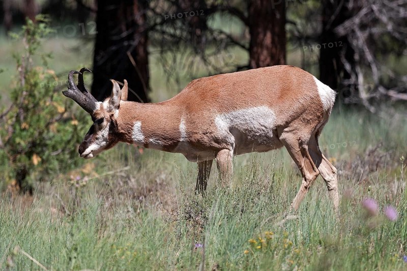 Pronghorn antelope (Antilocapra americana)