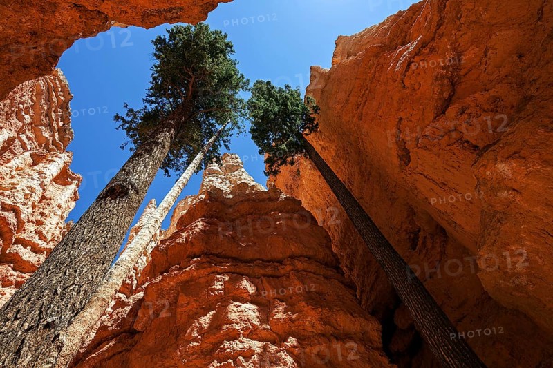 Douglas fir (Pseudotsuga menziesii) growing between coloured rock formations