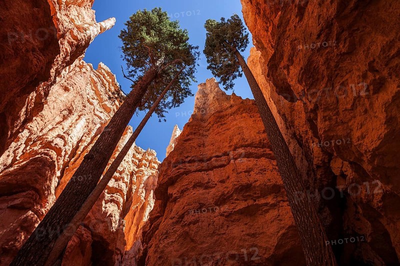 Douglas fir (Pseudotsuga menziesii) growing between tall cliffs