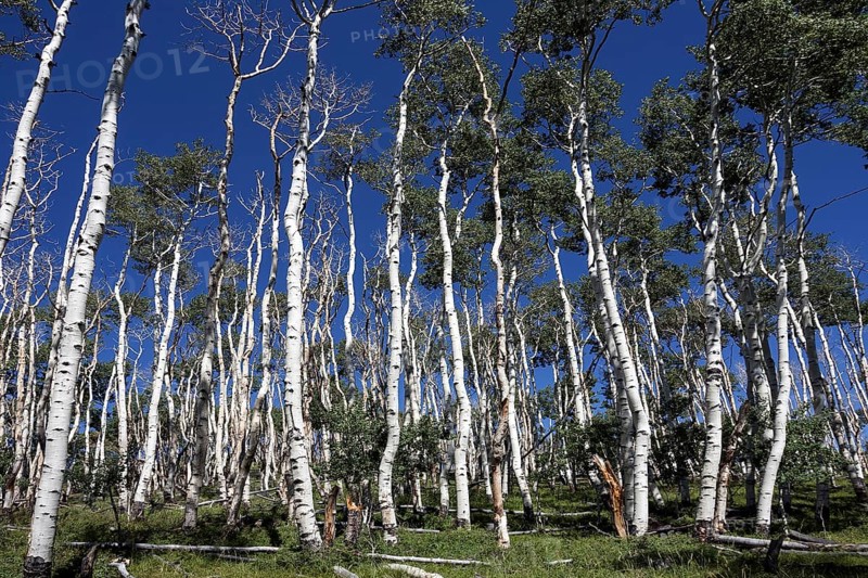 Poplars (Populus tremuloides) against blue sky