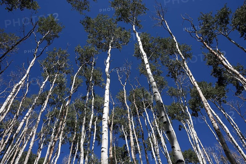 Poplars (Populus tremuloides) against blue sky