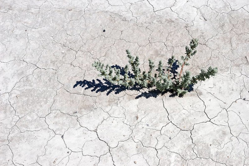 Plant growing through dry cracks in ground
