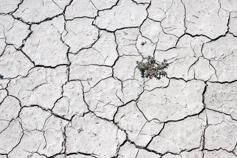 Plant growing through dry cracks in ground
