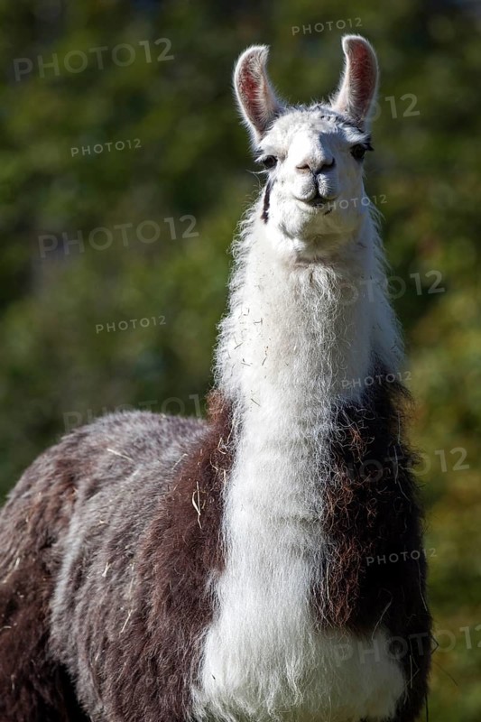 Llama (Llama glama)