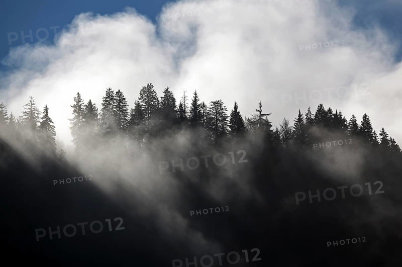 Fog among tree tops