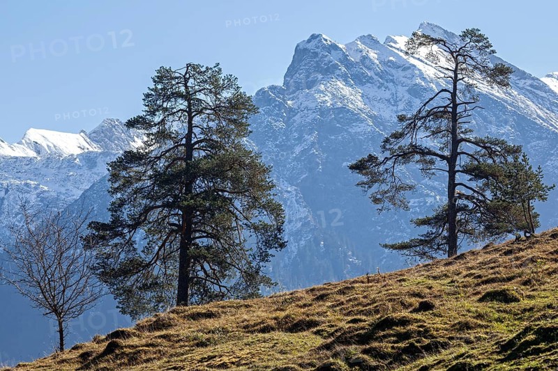 Alpine meadow with trees