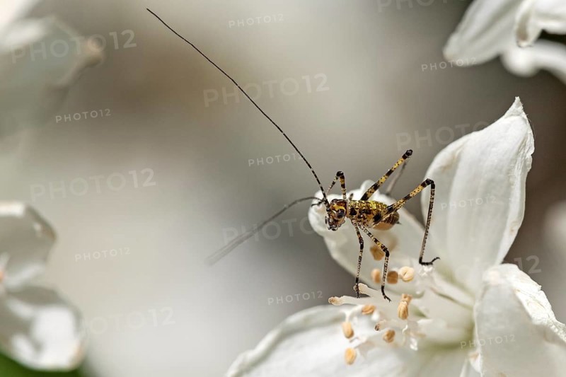 Speckled bush-cricket (Leptophyes punctatissima) sitting on slender deutzia (Deutzia gracilis) flower