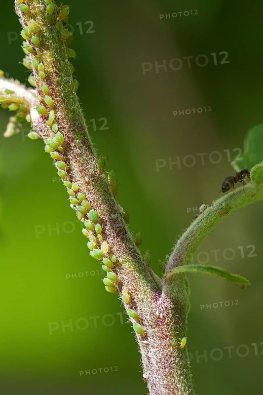 Aphids (Aphidoidea) on plant stem