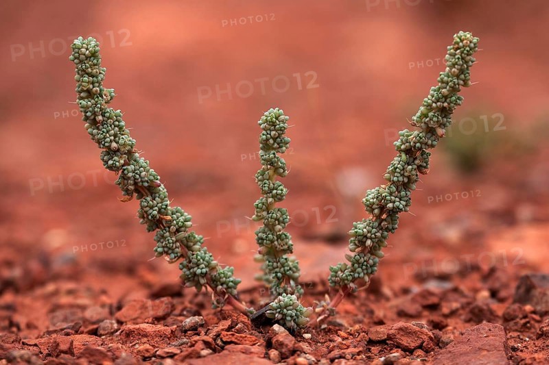 Desert plant in barren