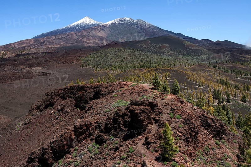 Volcanic landscape with Canary pines (Pinus canariensis)