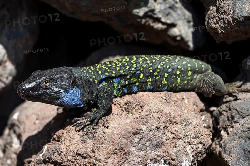 Gallot's lizard (Gallotia galloti)