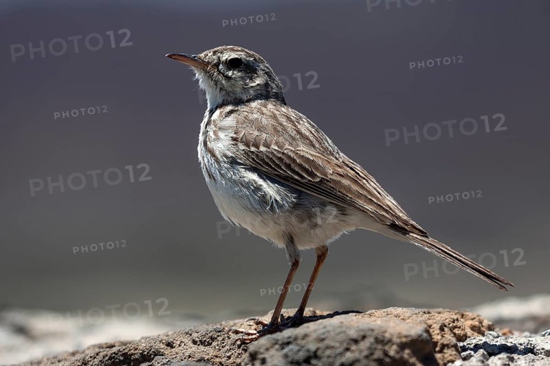Berthelot's pipit (Anthus berthelotii)
