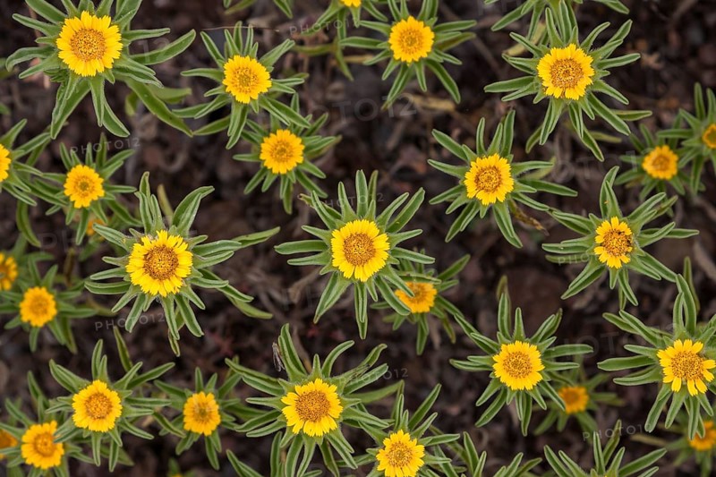 Asteriscus aquaticus