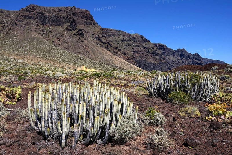 Canary island spurge (Euphorbia canariensis)