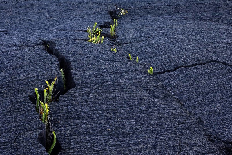 Plants