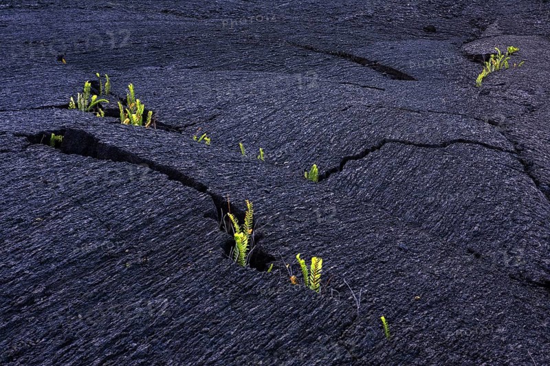 Plants