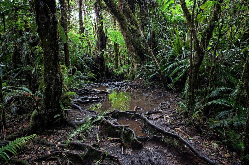 Trail