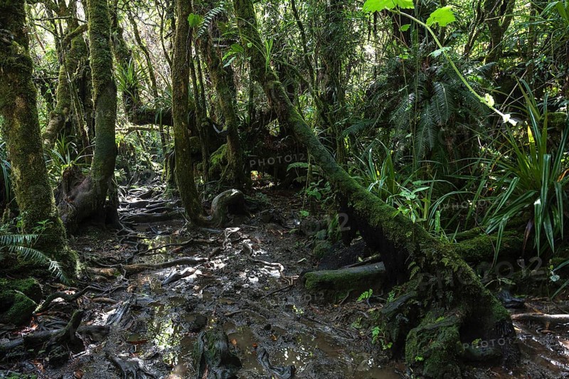 Trail
