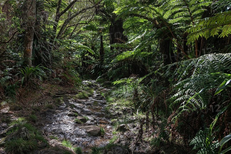 Trail