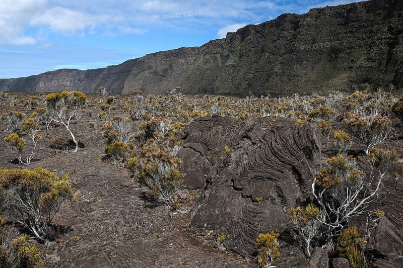 Lava landscape with vegetation