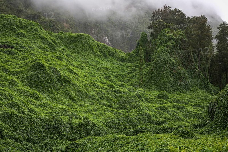 Landscape overgrown with chayote in Salazie