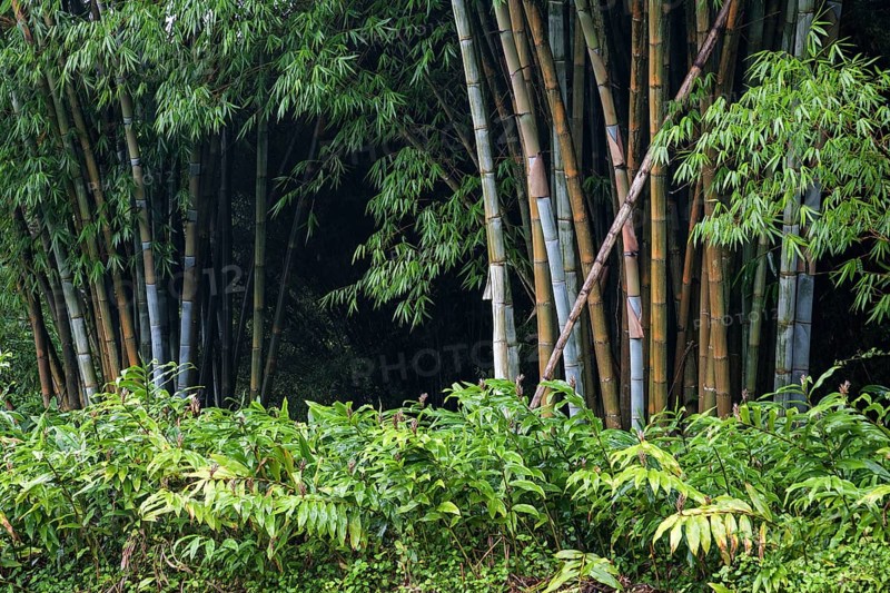 Bamboo (Bambusoideae)