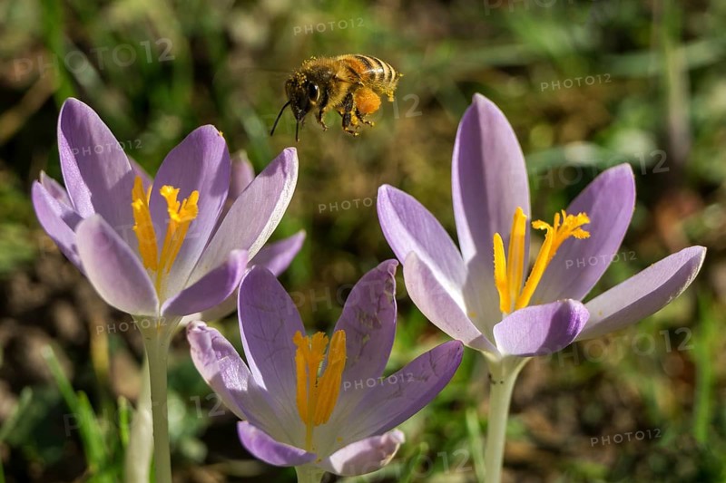 Honey bee (Apis) approaching a crocus flowers