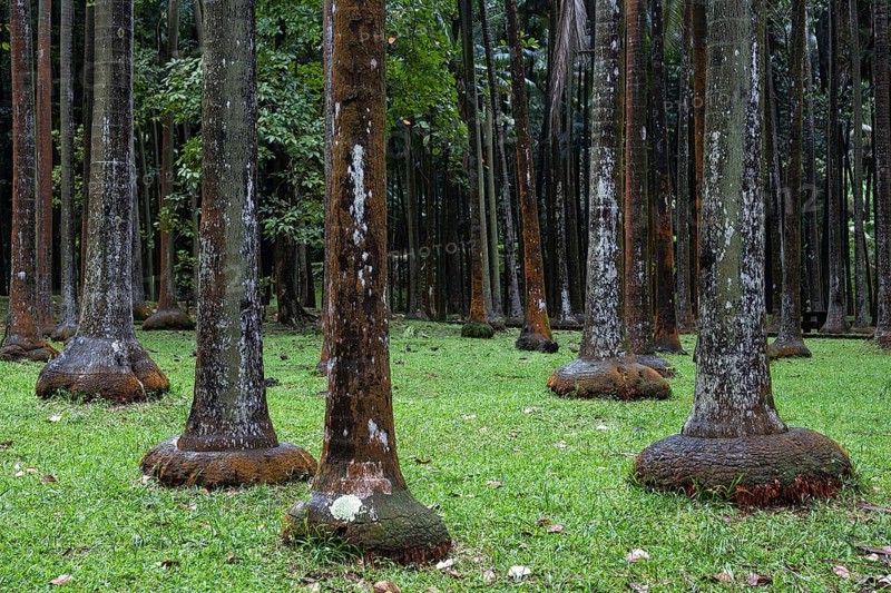 Palm forest near Anse des Cascades in Piton Sainte-Rose