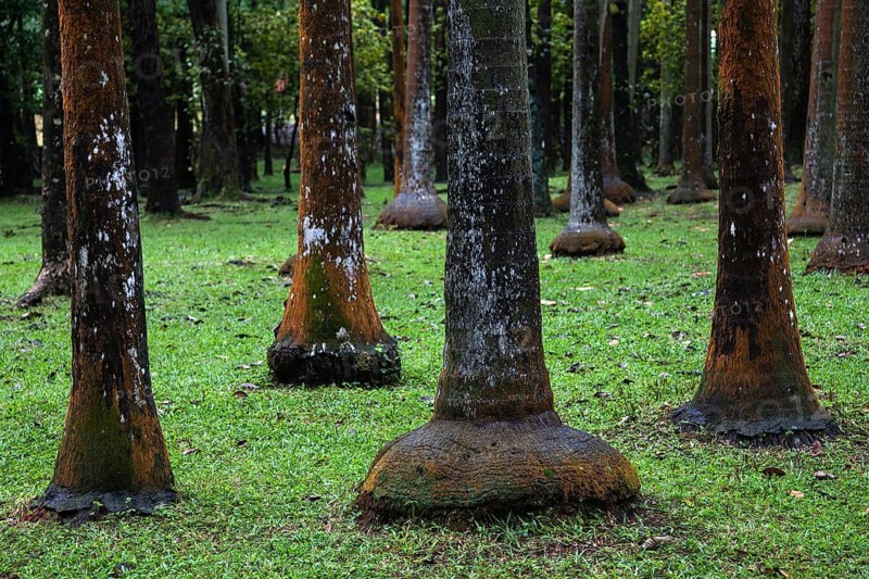 Palm forest near Anse des Cascades in Piton Sainte-Rose