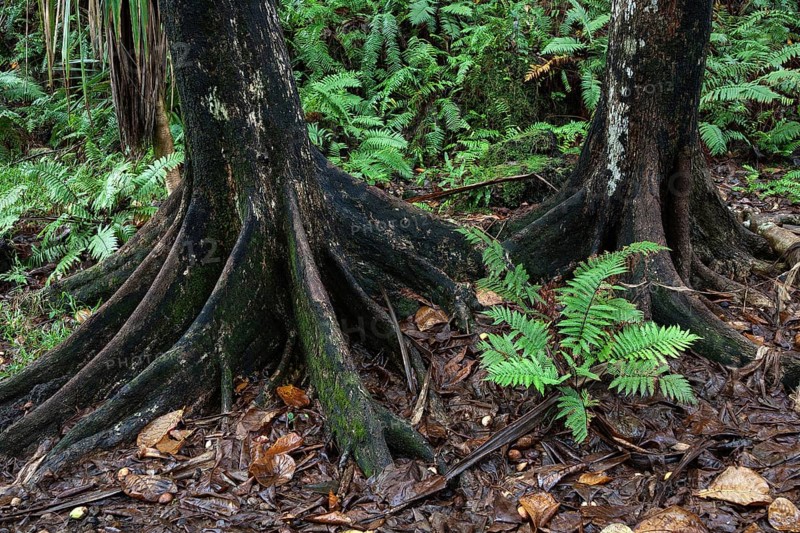 Tree trunks and tropical vegetation