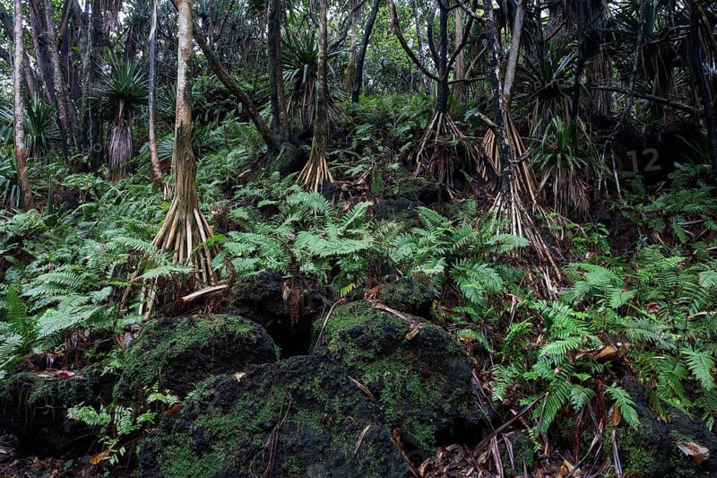 Tropical vegetation