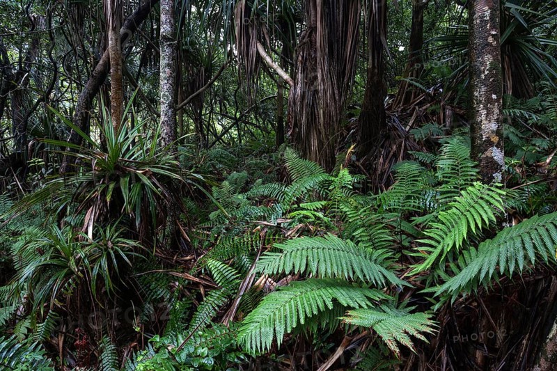 Tropical vegetation