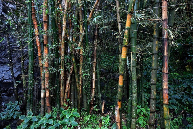 Tropical vegetation