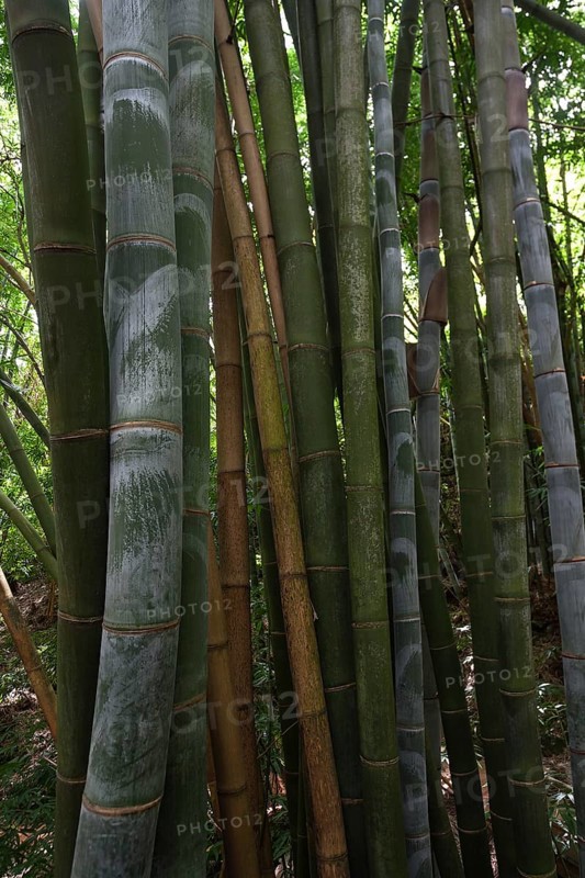 Giant bamboo (Dendrocalamus giganteus)
